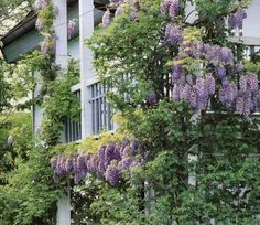 purple wisters growing on the side of a building in front of trees and bushes