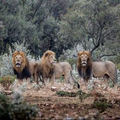 three lions standing in the middle of a forest