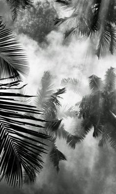 black and white photograph of palm trees with clouds in the sky behind them, taken from below