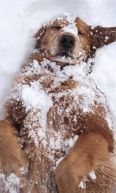 a dog is laying in the snow with his paws up on it's back