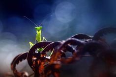 a praying mantissa sitting on top of a plant