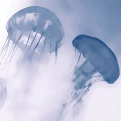 two blue jellyfish swimming in the ocean water on a cloudy day with white clouds