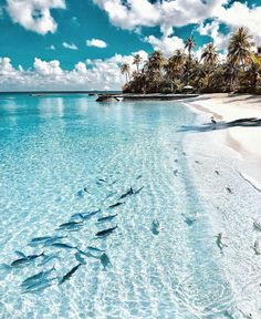 several fish swimming in the clear blue water near an island with palm trees and white sand