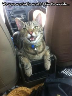 a cat sitting on top of a radio in the back seat of a car with it's mouth open