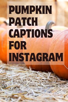 three pumpkins with the words pumpkin patch captions for instagram on top and bottom