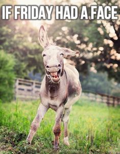 a donkey is running through the grass with it's mouth open