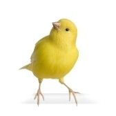 a small yellow bird standing up against a white background