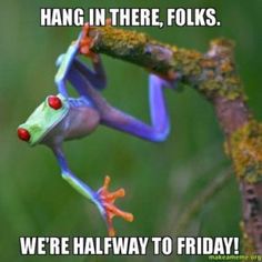 a red eyed tree frog hanging in there folks we're halfway to friday