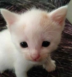 a small white kitten sitting on top of a table