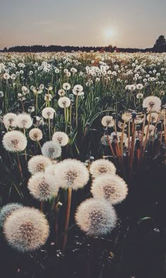 a field full of dandelions with the words, everything will seem better in the morning