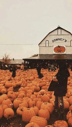 a large field full of pumpkins in front of a building