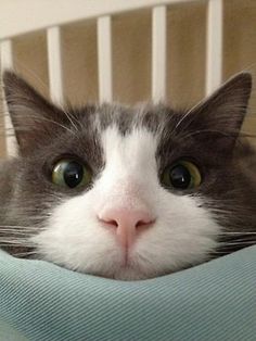 a gray and white cat laying on top of a chair