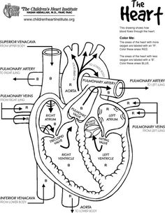 the heart diagram with labels on it