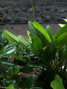 a plant with green leaves in front of a stone wall and dirt area behind it