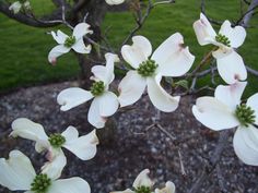 white dogwood flowers blooming in the middle of a yard with gravel and grass