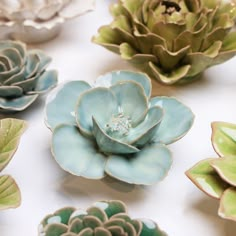 there are many different types of succulents on the table