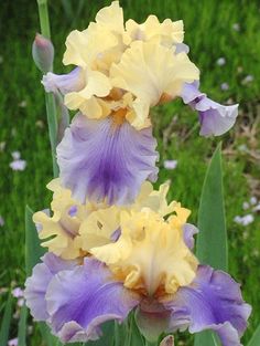 two tall purple and yellow flowers in the grass