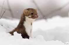 a ferret is sitting in the snow and looking at the camera with an alert look on its face