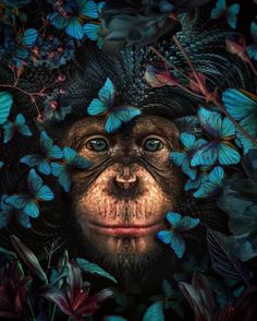 a monkey is surrounded by butterflies and leaves in the dark, with its eyes wide open