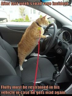 an orange cat sitting in the driver's seat of a car with a red leash