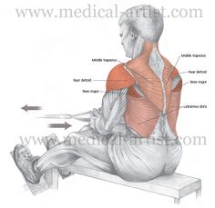 the back view of a man sitting on a bench with his muscles highlighted and labeled