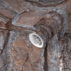 a close up of a tree trunk with a light on it's side and some rocks in the background