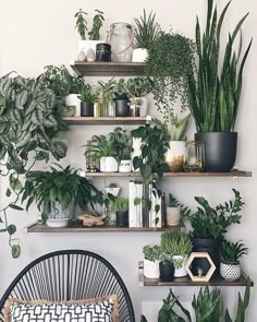 some plants are sitting on shelves above a chair