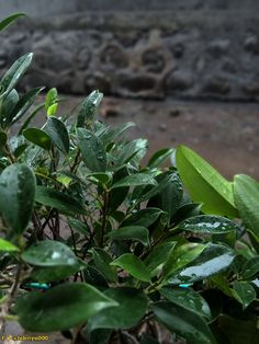 a bush with green leaves in front of a stone wall and water droplets on it