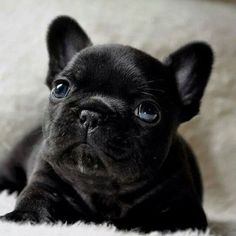 a small black dog laying on top of a bed