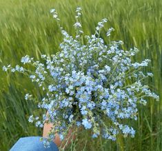 a person holding a bunch of blue flowers in their hand with tall grass behind them