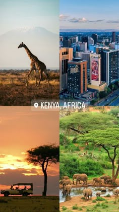 four different pictures with animals in them and the words kenya, africa written on it