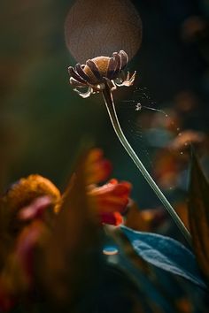 a close up of a flower with leaves in the foreground and sunlight shining on it