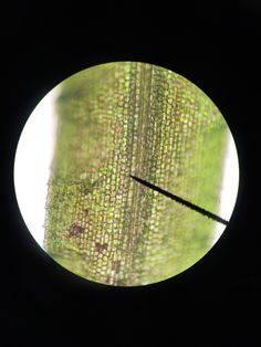 the view through a round window shows green grass and trees in the distance, with a small black stick sticking out of it