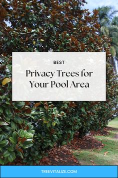 the words best privacy trees for your pool area are in front of some green bushes