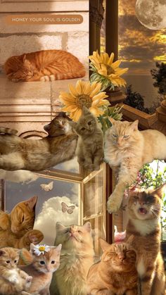 a collage of cats with sunflowers in the background and butterflies flying over them