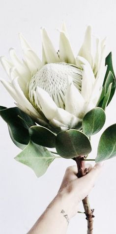 Protea Flower, Arte Floral, Cactus Y Suculentas, Flora Fauna, Beautiful Blooms, Ikebana, Plant Life, Plants Flowers, Love Flowers