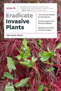 "How to Eradicate Invasive Plants" by Teri Dunn Chace Companion Planting Layout, Planting Layout, Companion Planting Chart, Companion Planting Vegetables, Bog Plants, Victory Garden, Herbaceous Perennials, Beautiful Flowers Garden