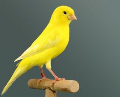 a small yellow bird perched on top of a wooden stick in front of a gray background