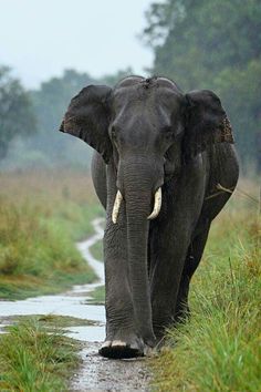 an elephant walking down a path in the rain