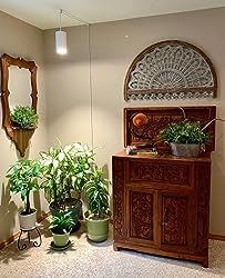 there are many plants in the room and one is on top of a cabinet next to a mirror