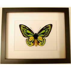 Croesus lydius Birdwing butterfly (view of the underneath of the butterfly). Also known as Wallace's Golden Birdwing. Gorgeous green, yellow, and black coloration. $150.00