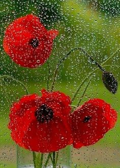 some red flowers are in a vase with water on the window sill and raindrops