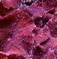 closeup of purple and blue corals with white dots on it's surface