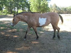 a brown and white horse is walking in the dirt