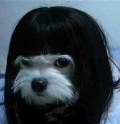 a dog with long black hair and bangs on it's head is wearing a wig