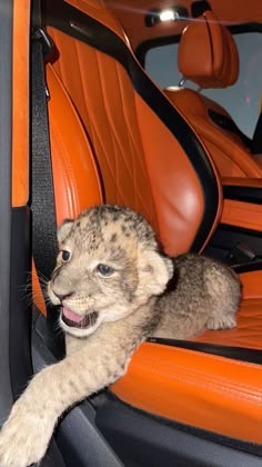 a baby lion cub climbing out of the back seat of a car with it's mouth open