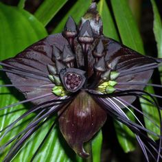 a close up of a flower on a plant