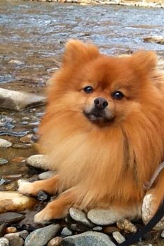 a small brown dog sitting on top of rocks