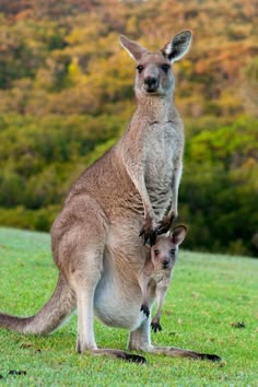 a mother kangaroo and her baby standing in the grass