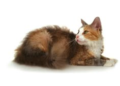 an orange and white cat laying on the ground